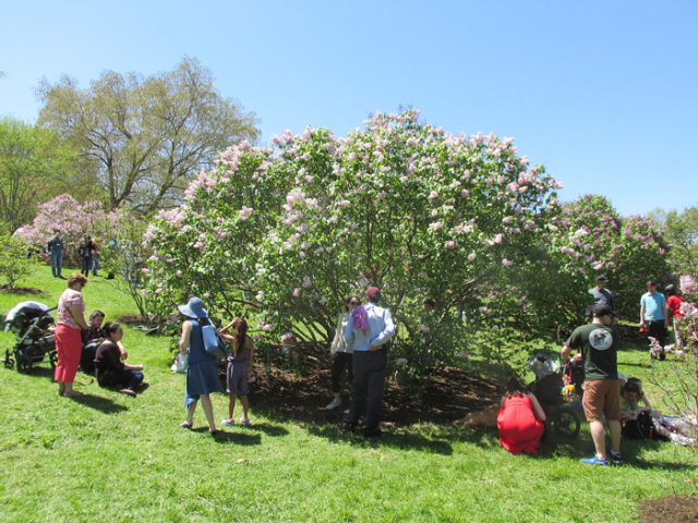 Arnold Arboretum